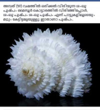 Shyjisivi